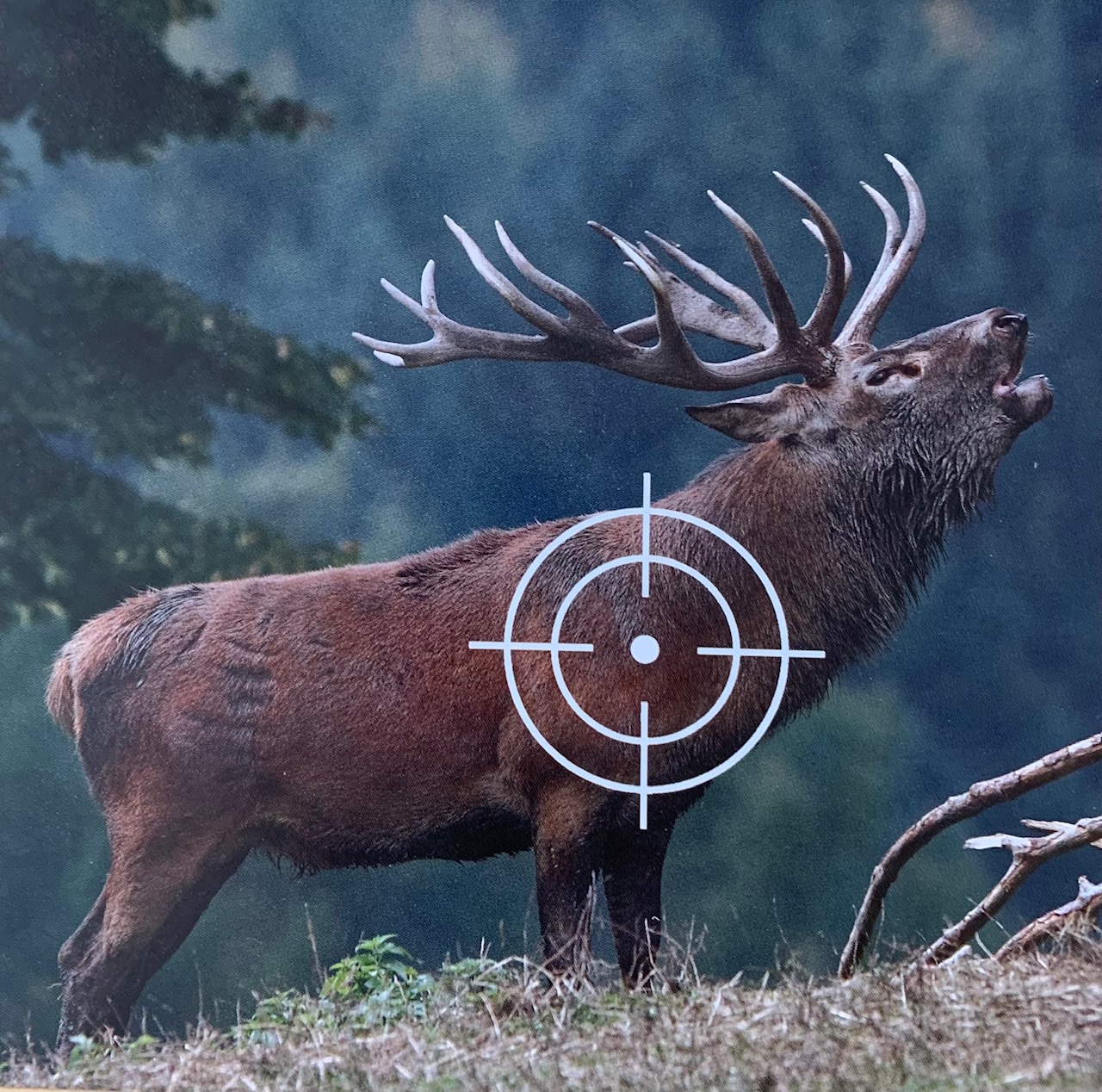 ZIELSCHEIBE SPAßSCHEIBE "TIERE" 10-ER PACK